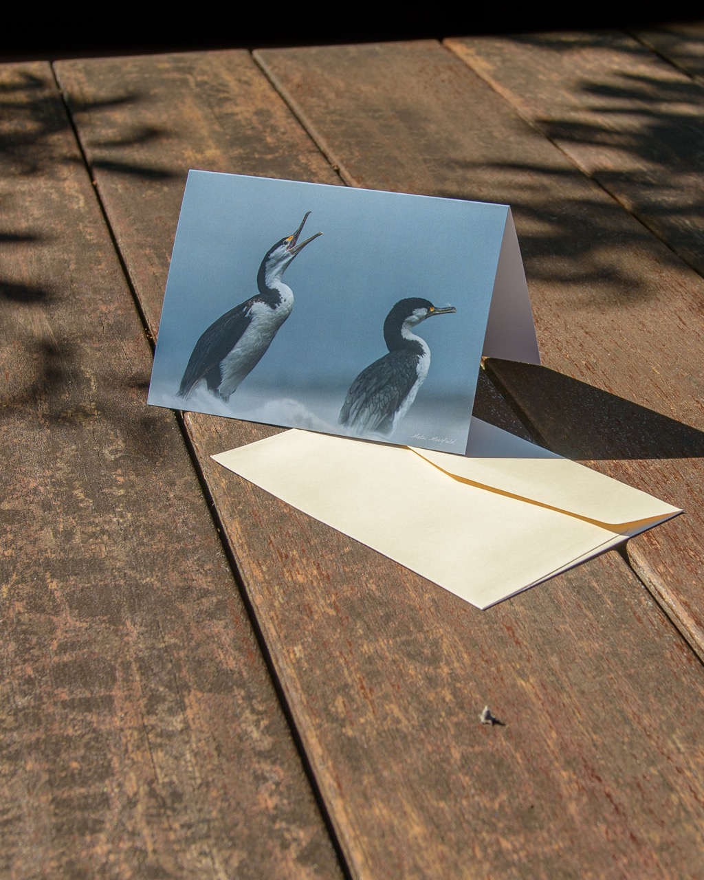 Screaming Pied Shags Wildlife Greeting Cards - New Zealand Bird Photography